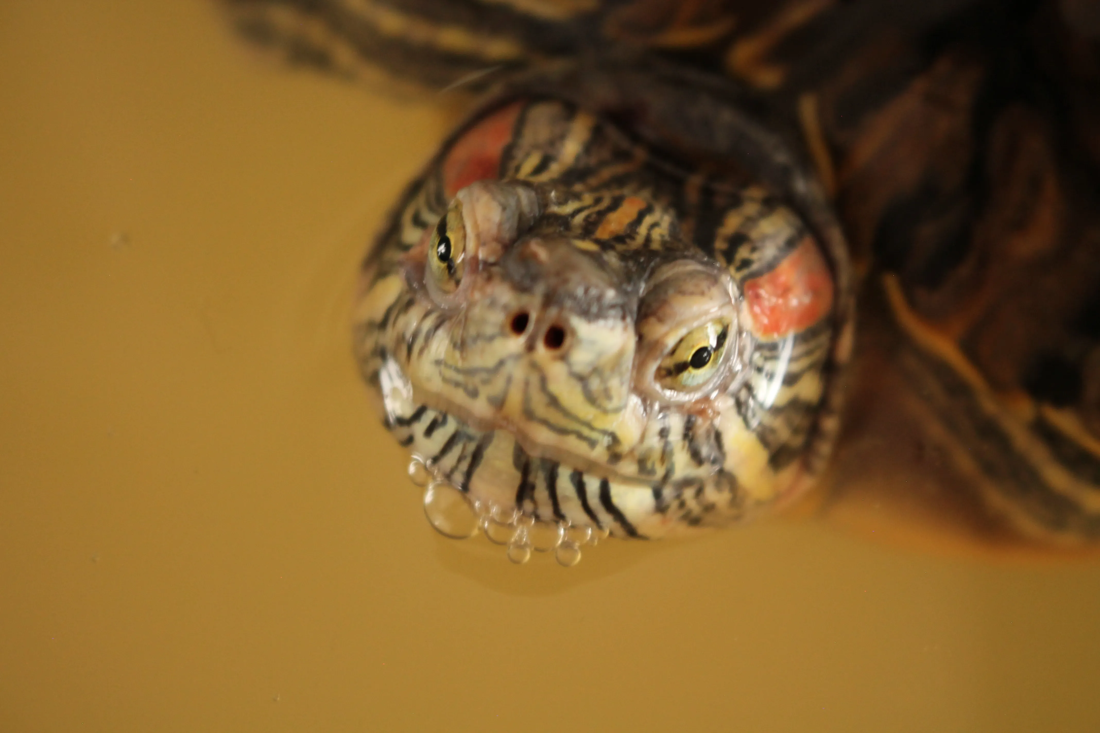 Photo de tortue (Ashley)